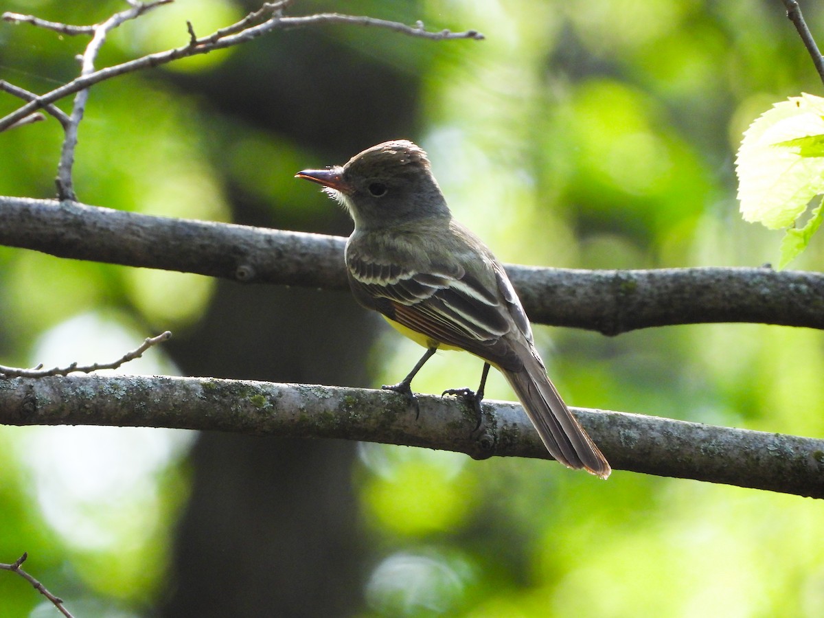 Great Crested Flycatcher - ML448084301