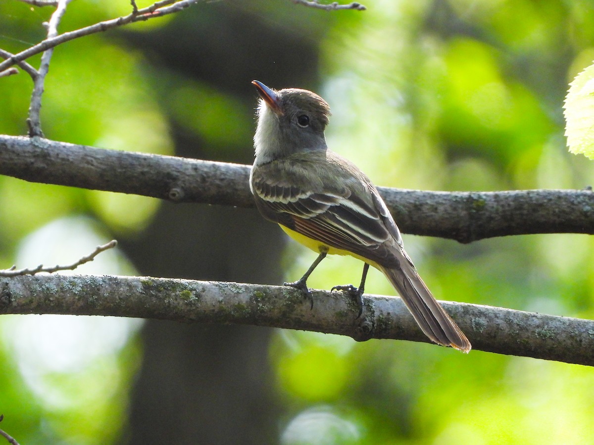 Great Crested Flycatcher - ML448084331