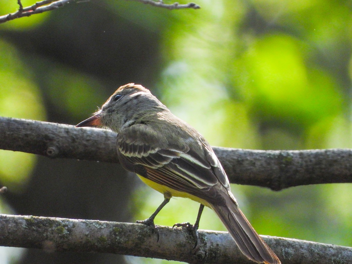 Great Crested Flycatcher - ML448084351