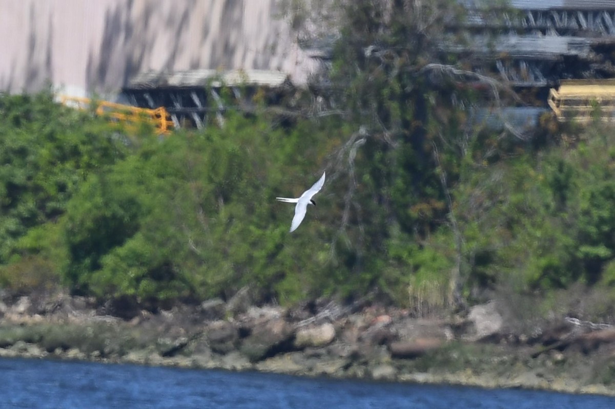 Arctic Tern - ML448084851