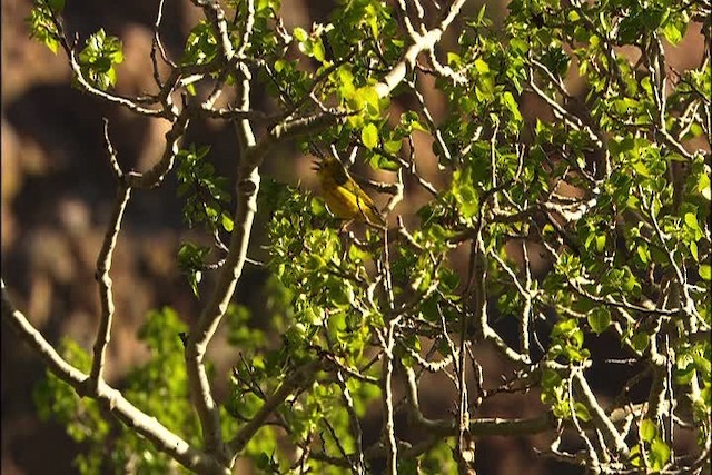 Yellow Warbler (Northern) - ML448085