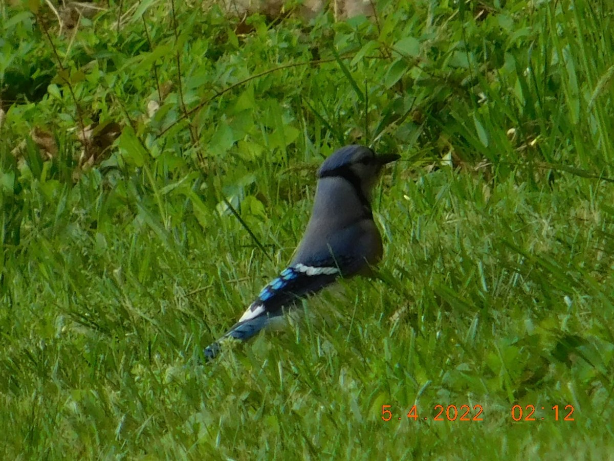 Blue Jay - ML448085401