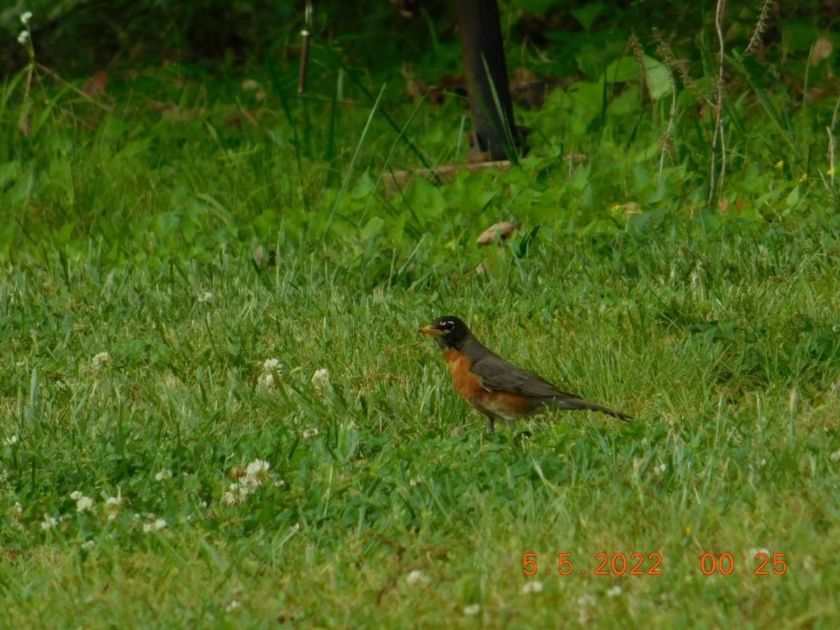 American Robin - ML448085781