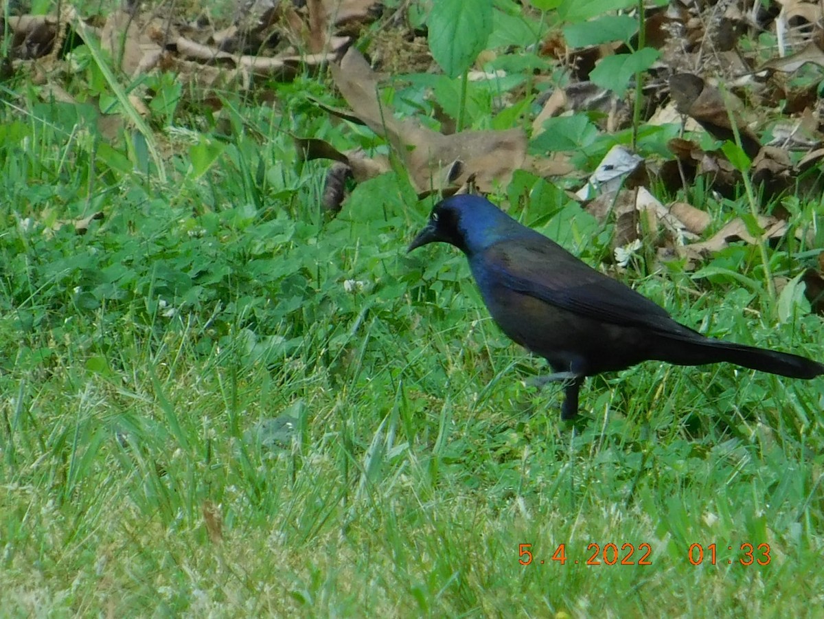 Common Grackle - ML448086121