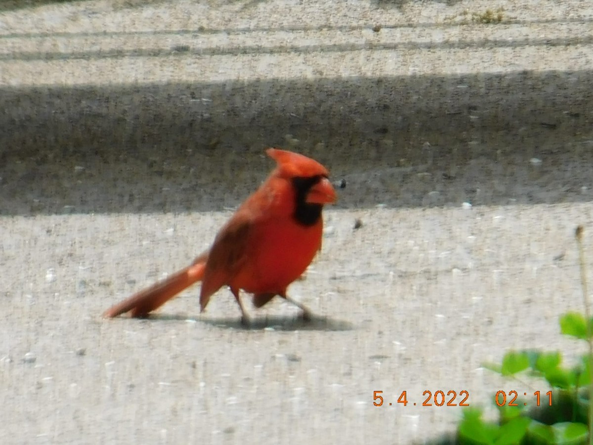 Northern Cardinal - ML448086421