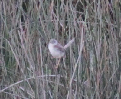 Piping Cisticola - ML448086801