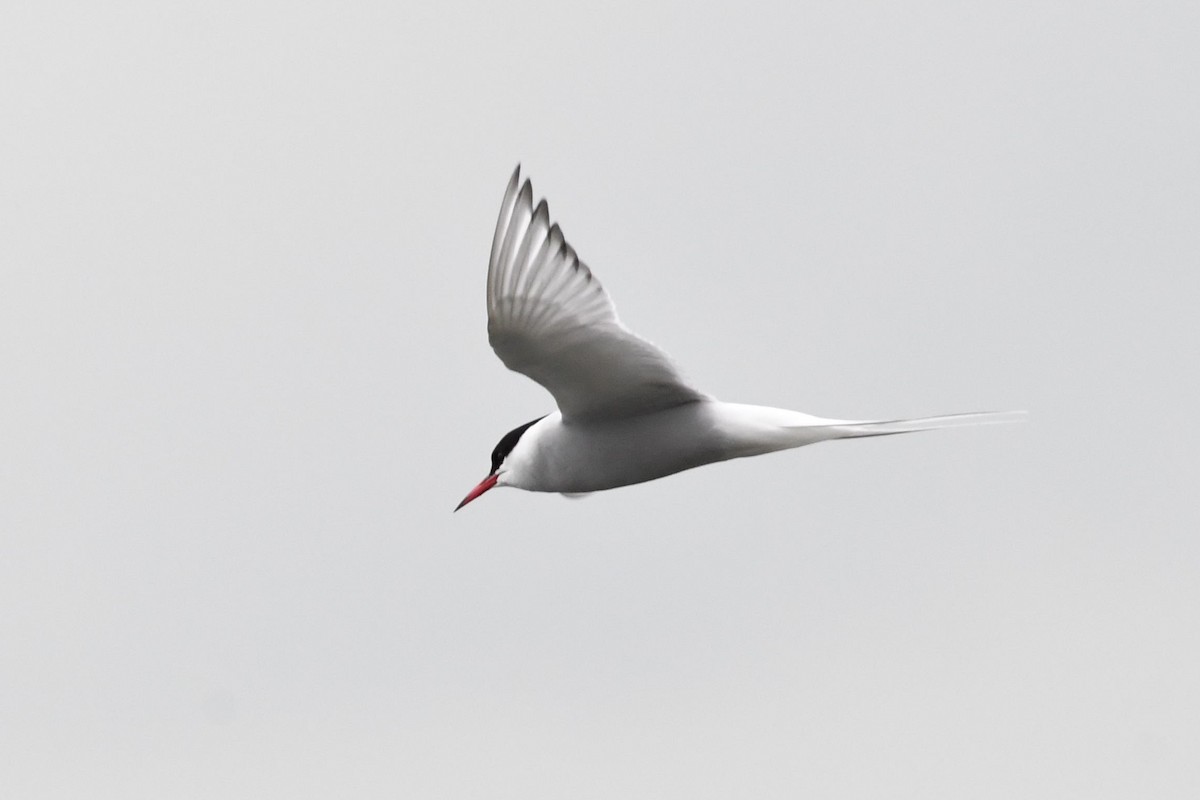 Arctic Tern - Barry Blust