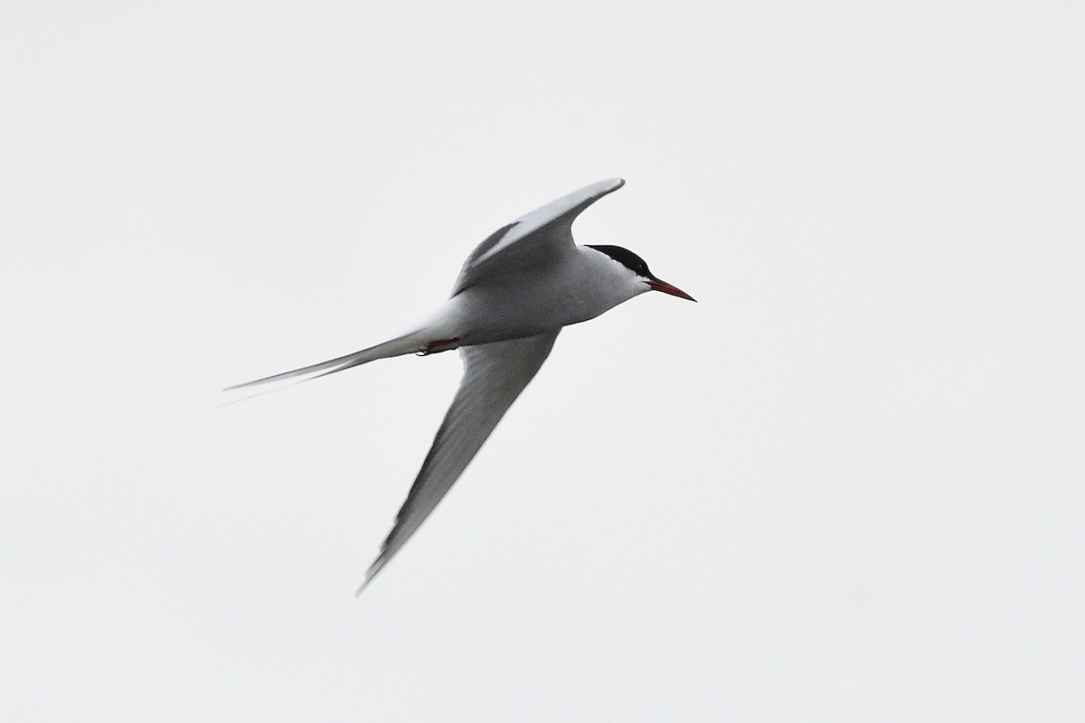 Arctic Tern - Barry Blust