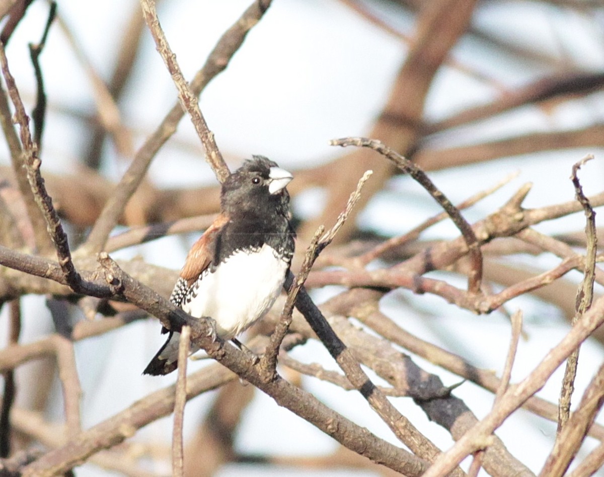 Black-and-white Mannikin (Red-backed) - Alex Lamoreaux