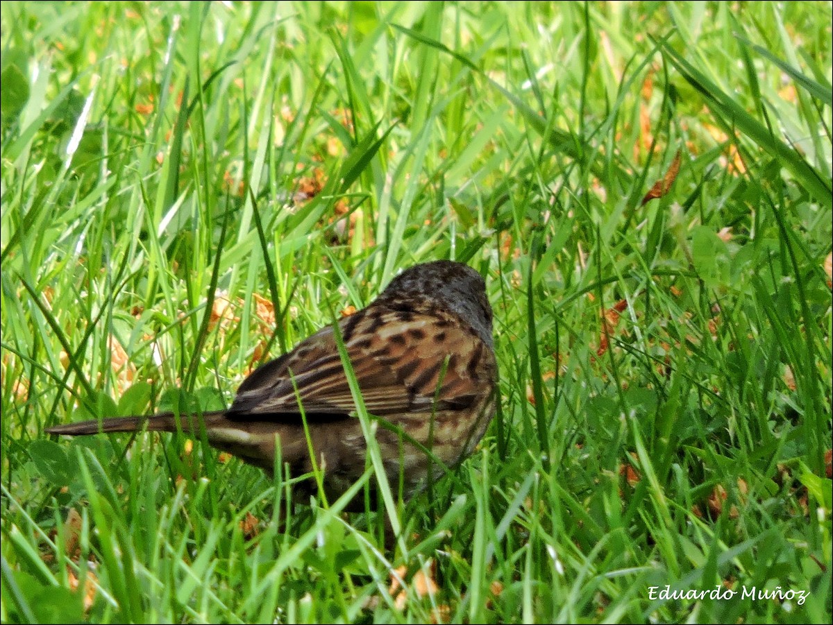 Dunnock - ML448091831