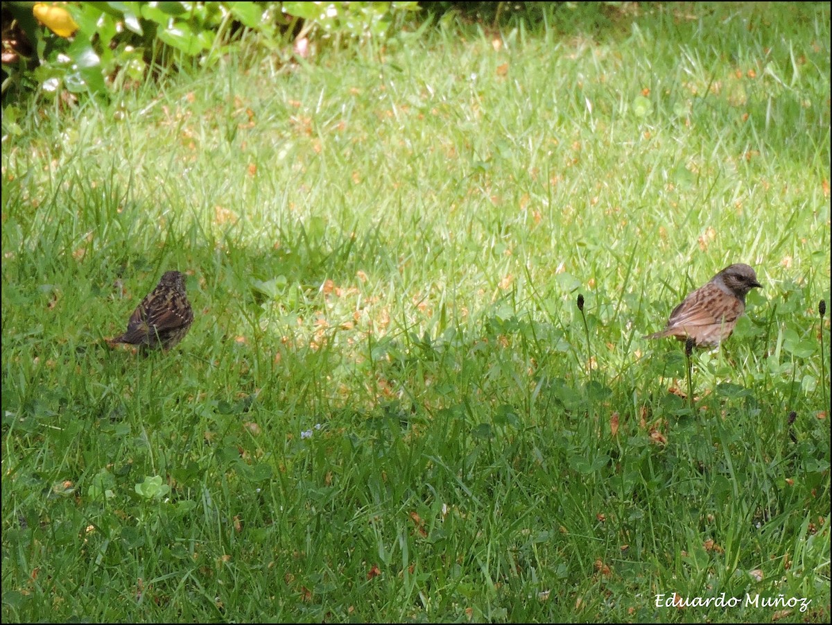 Dunnock - ML448091841