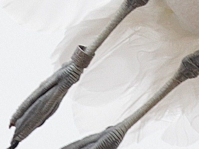 Доминиканская чайка (vetula) - ML448092201