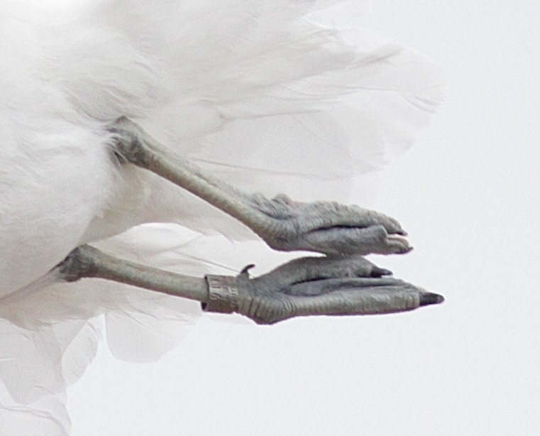 Kelp Gull (vetula) - ML448092241