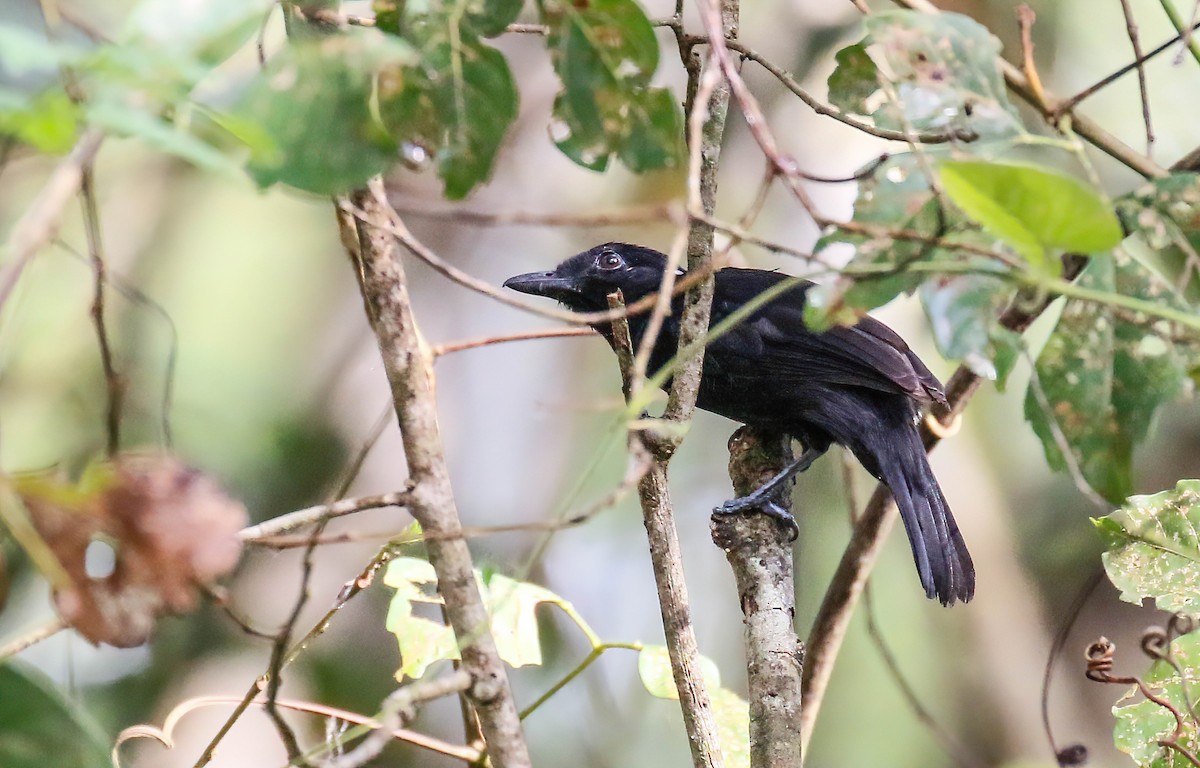 Black Antshrike - ML448093071