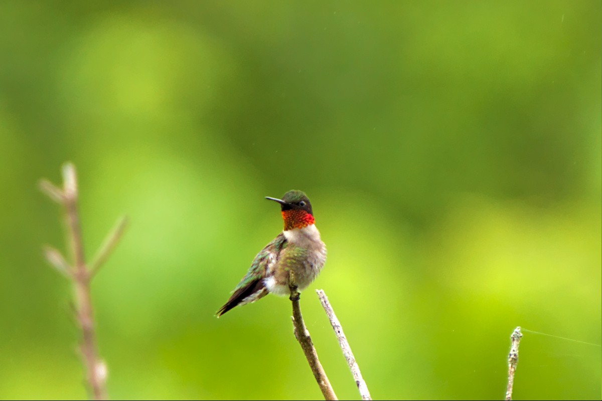 Ruby-throated Hummingbird - Mark Montazer