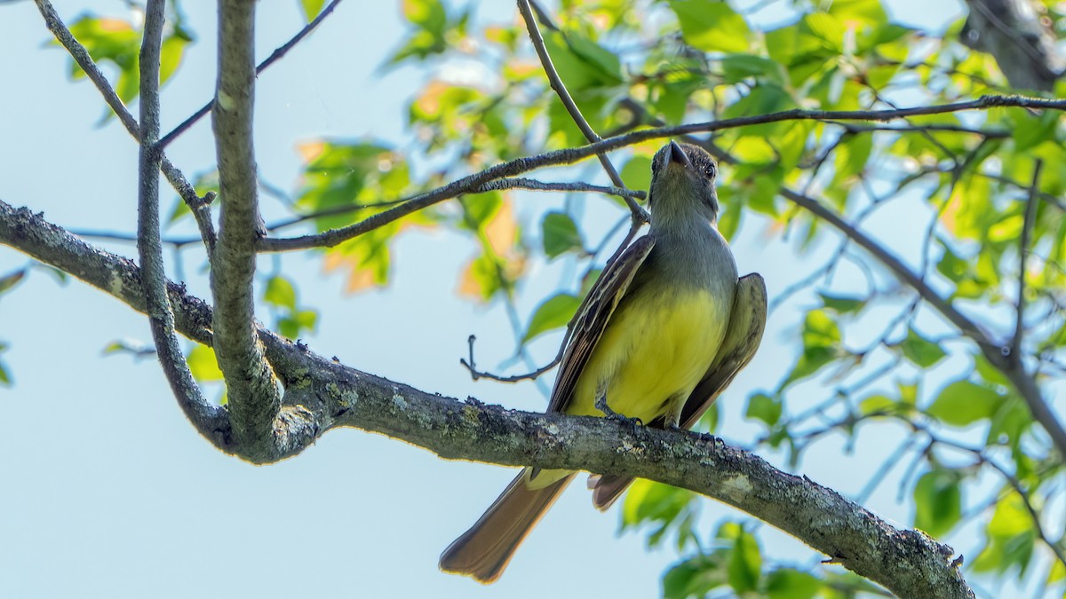 Great Crested Flycatcher - Roger Roy