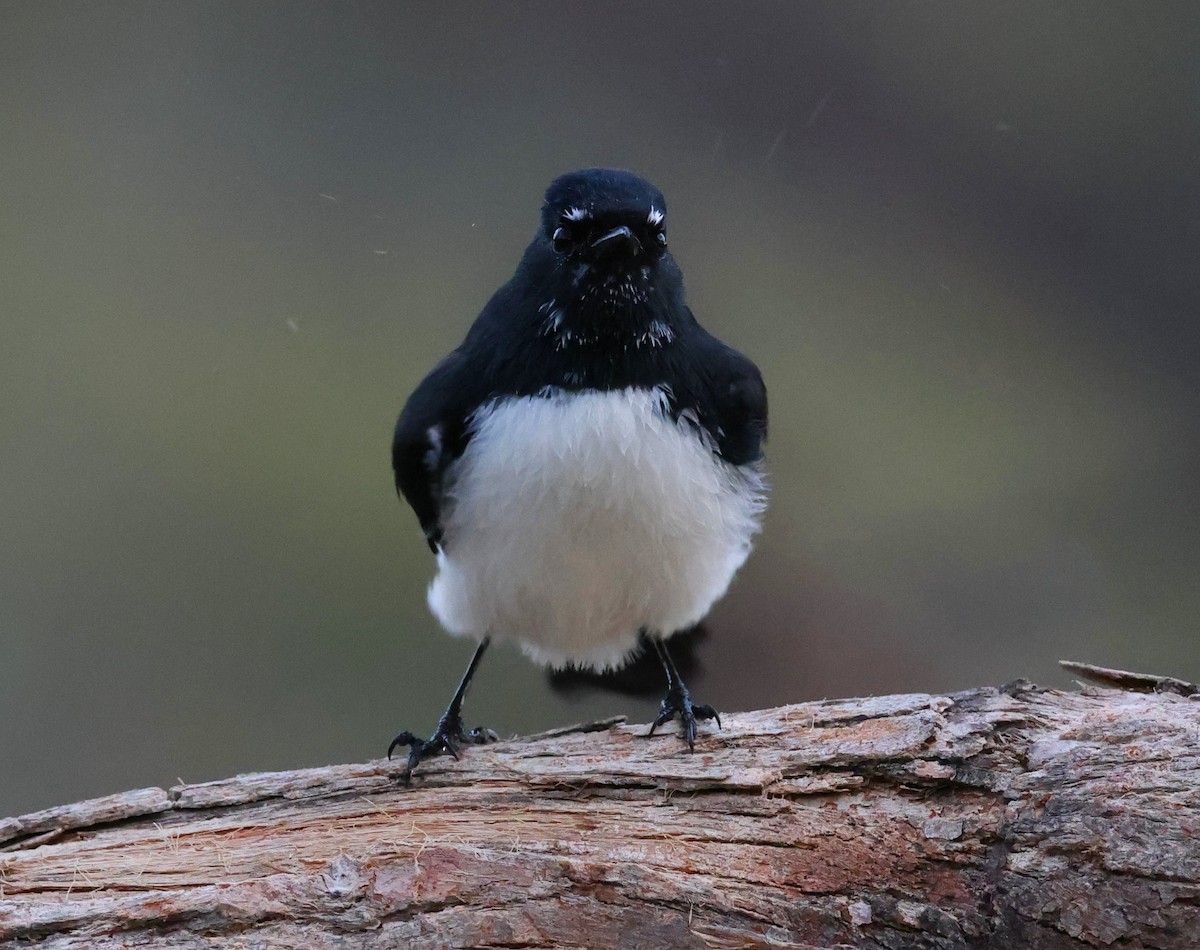 Willie-wagtail - ML448097771