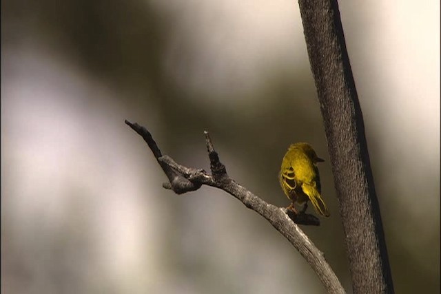 Yellow Warbler (Northern) - ML448098