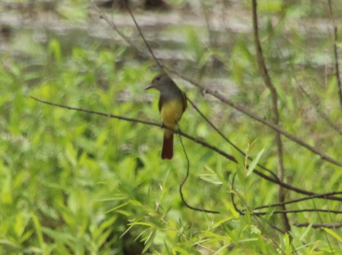 Great Crested Flycatcher - ML448098151