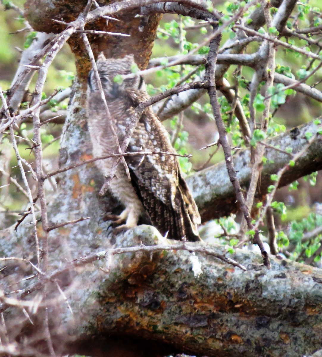 Spotted Eagle-Owl - ML44809831