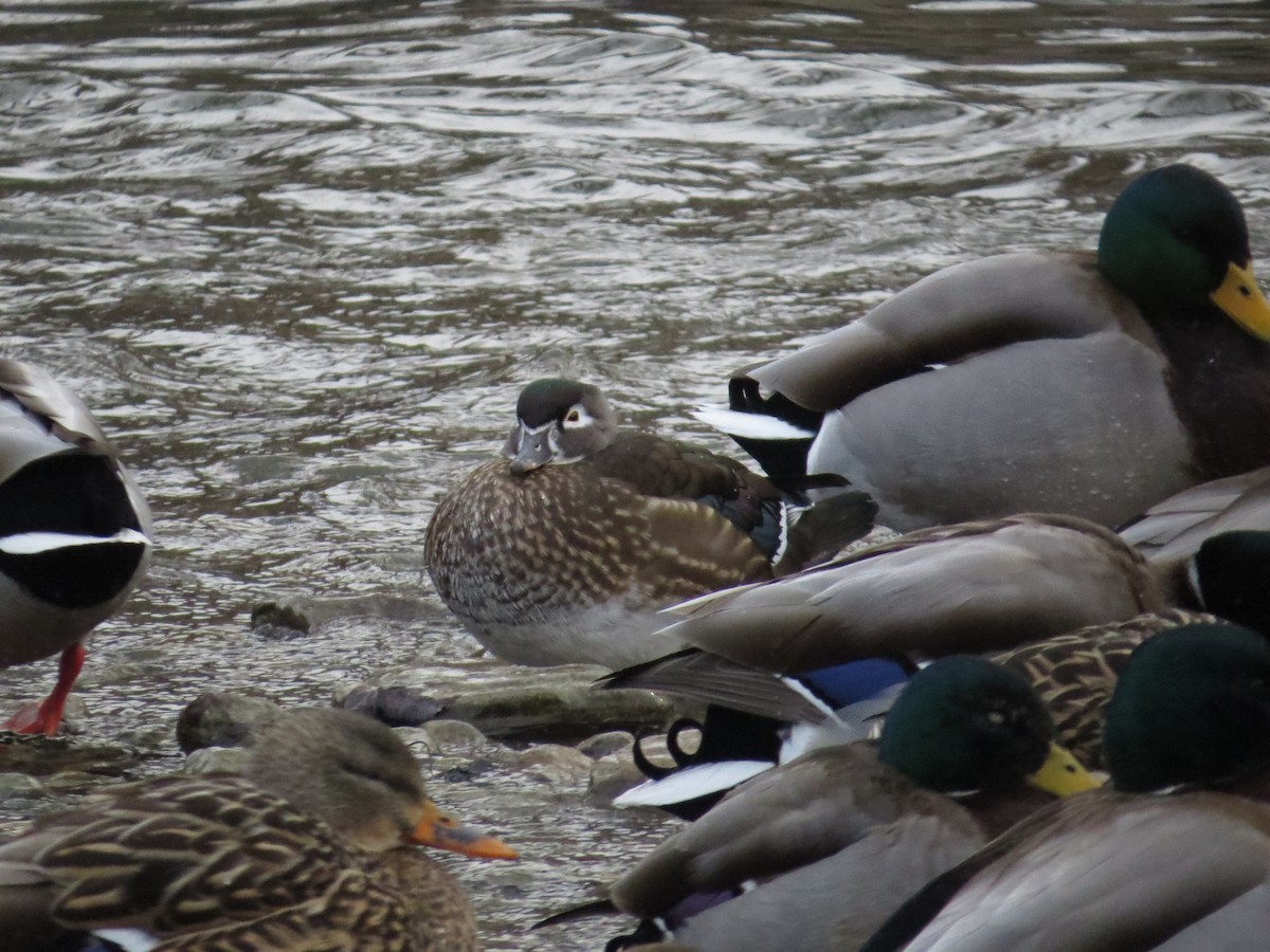 Wood Duck - Matthew Garvin