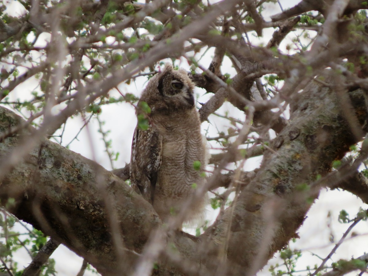 Spotted Eagle-Owl - ML44809971