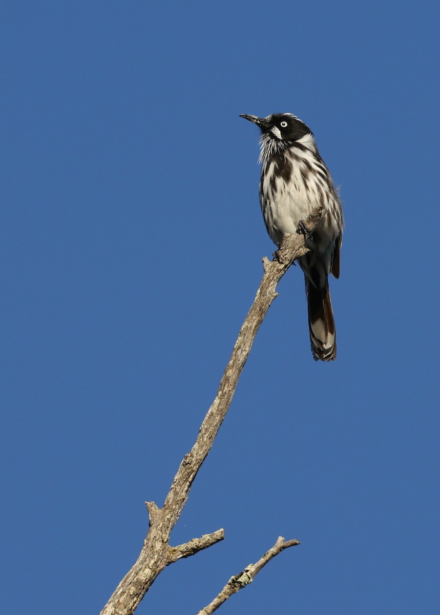 New Holland Honeyeater - ML448100231