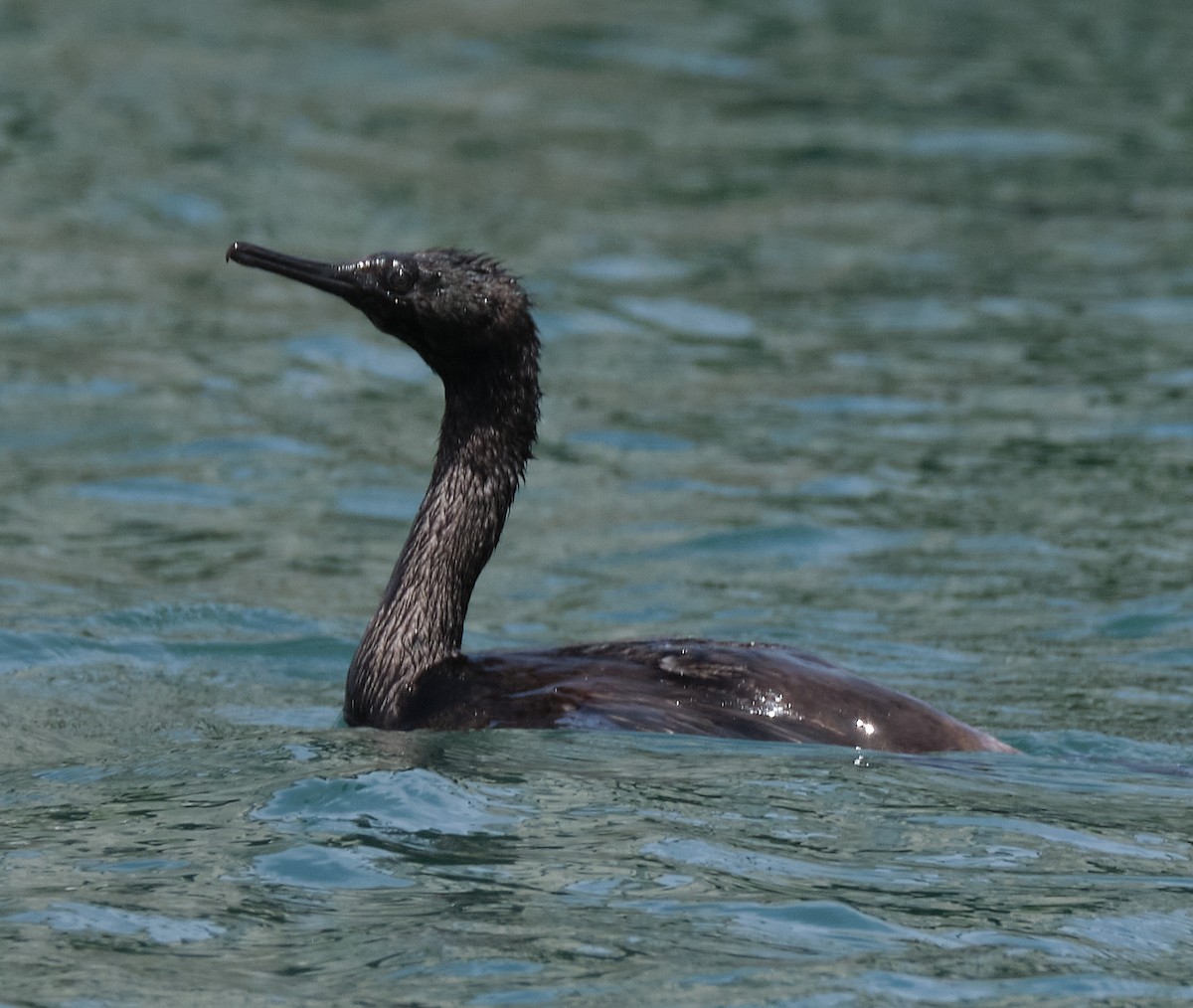 Cormorán Pelágico - ML448100361