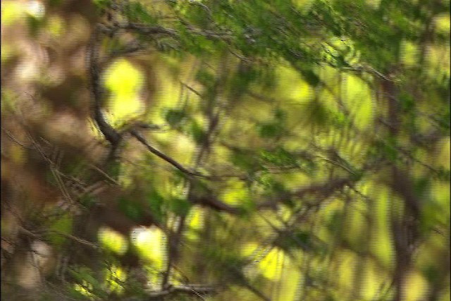 Yellow Warbler (Northern) - ML448101