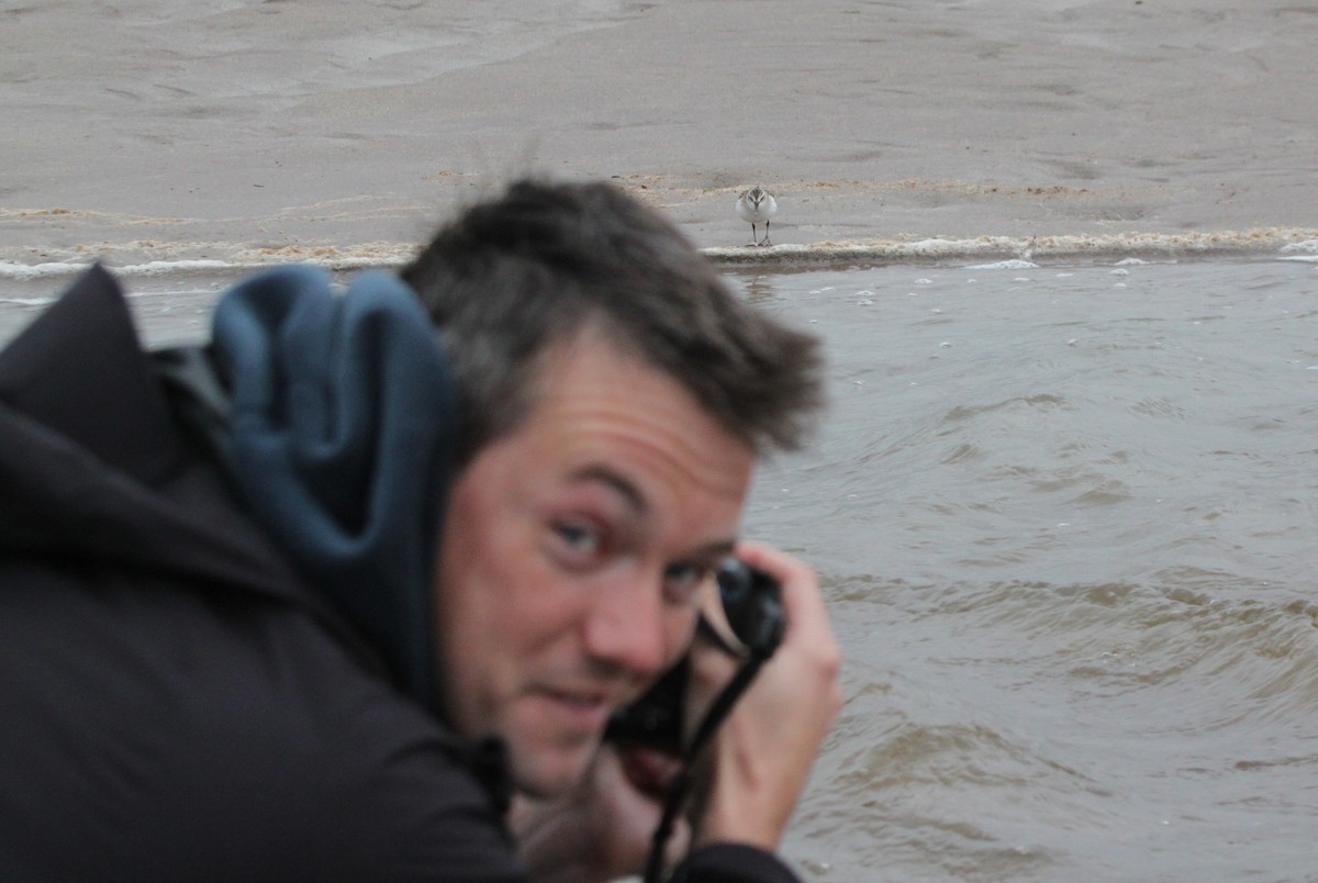 Semipalmated Sandpiper - Alexander Lees