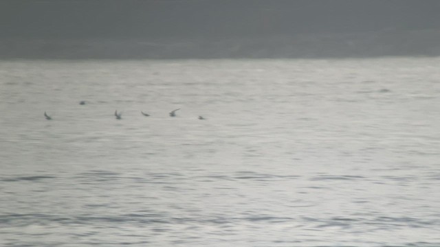 rybák dlouhoocasý - ML448102681