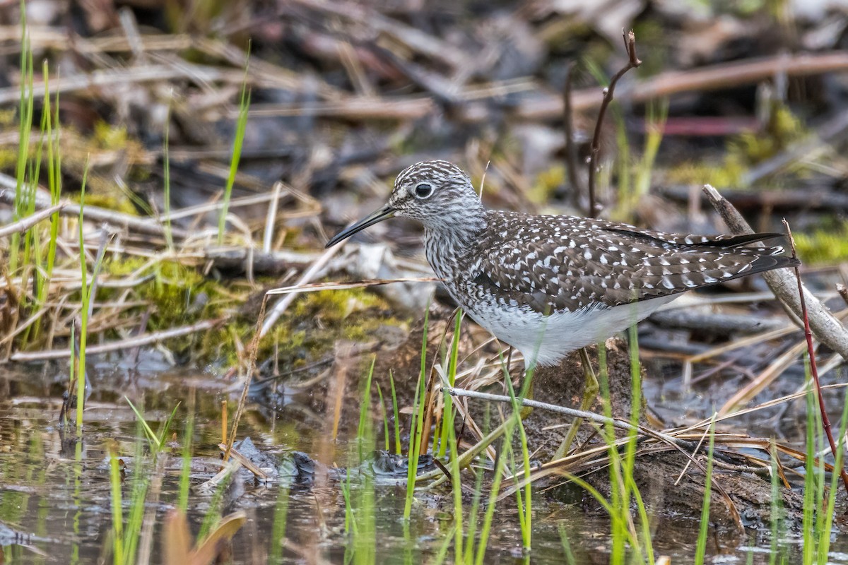 Solitary Sandpiper - ML448102841