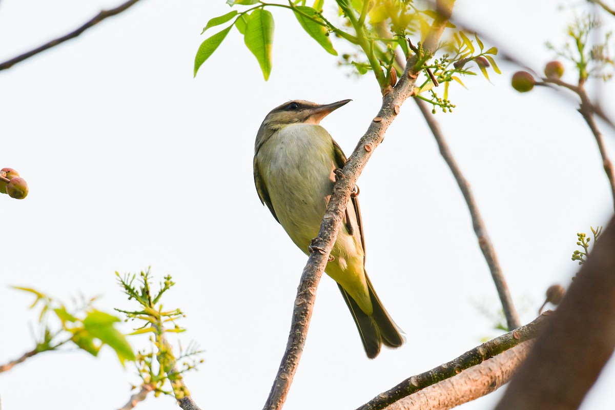 Black-whiskered Vireo - ML448104141