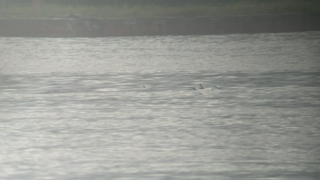 rybák dlouhoocasý - ML448104171