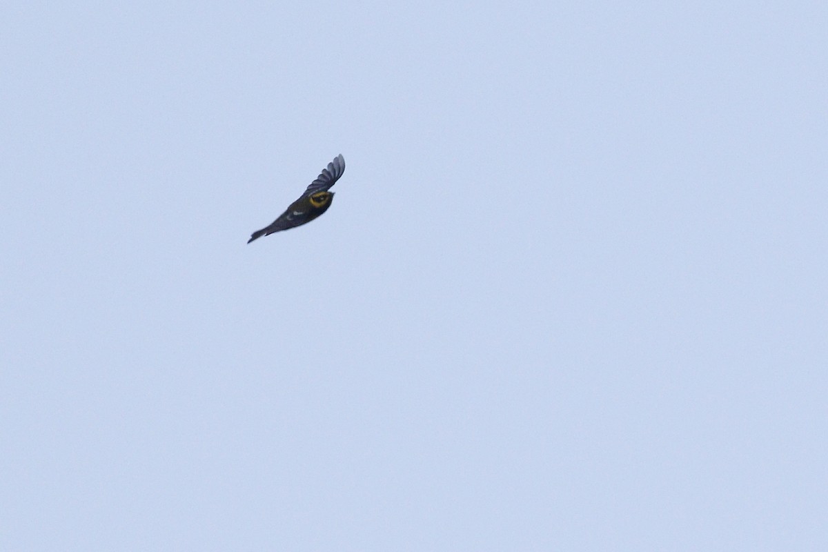 Townsend's Warbler - Ted Keyel