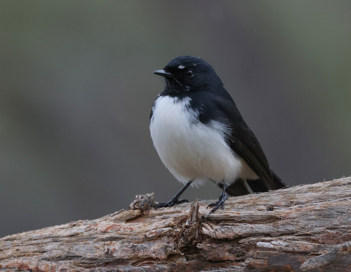 Willie-wagtail - ML448108591