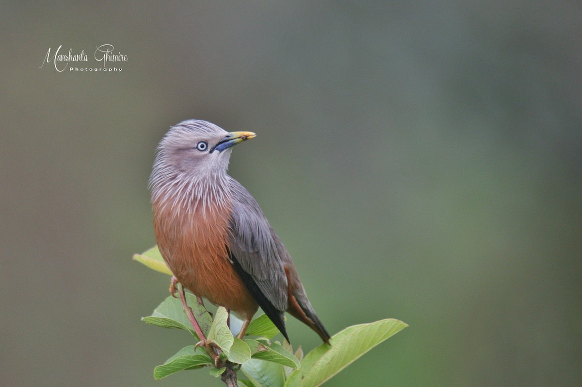 Chestnut-tailed Starling - ML448109171