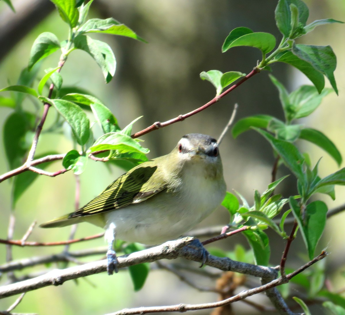 Kızıl Gözlü Vireo - ML448109311