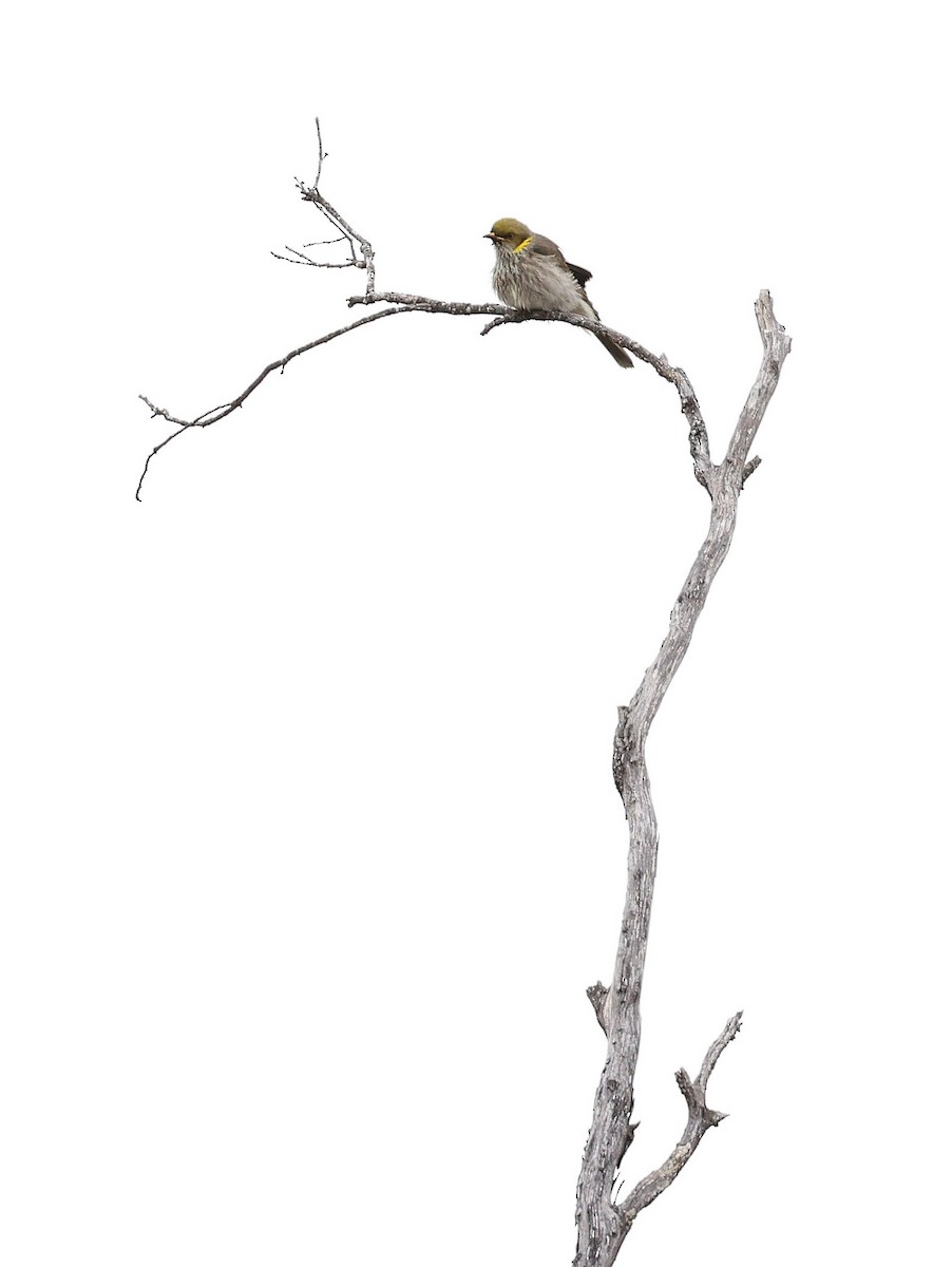 Yellow-plumed Honeyeater - Andy Gee