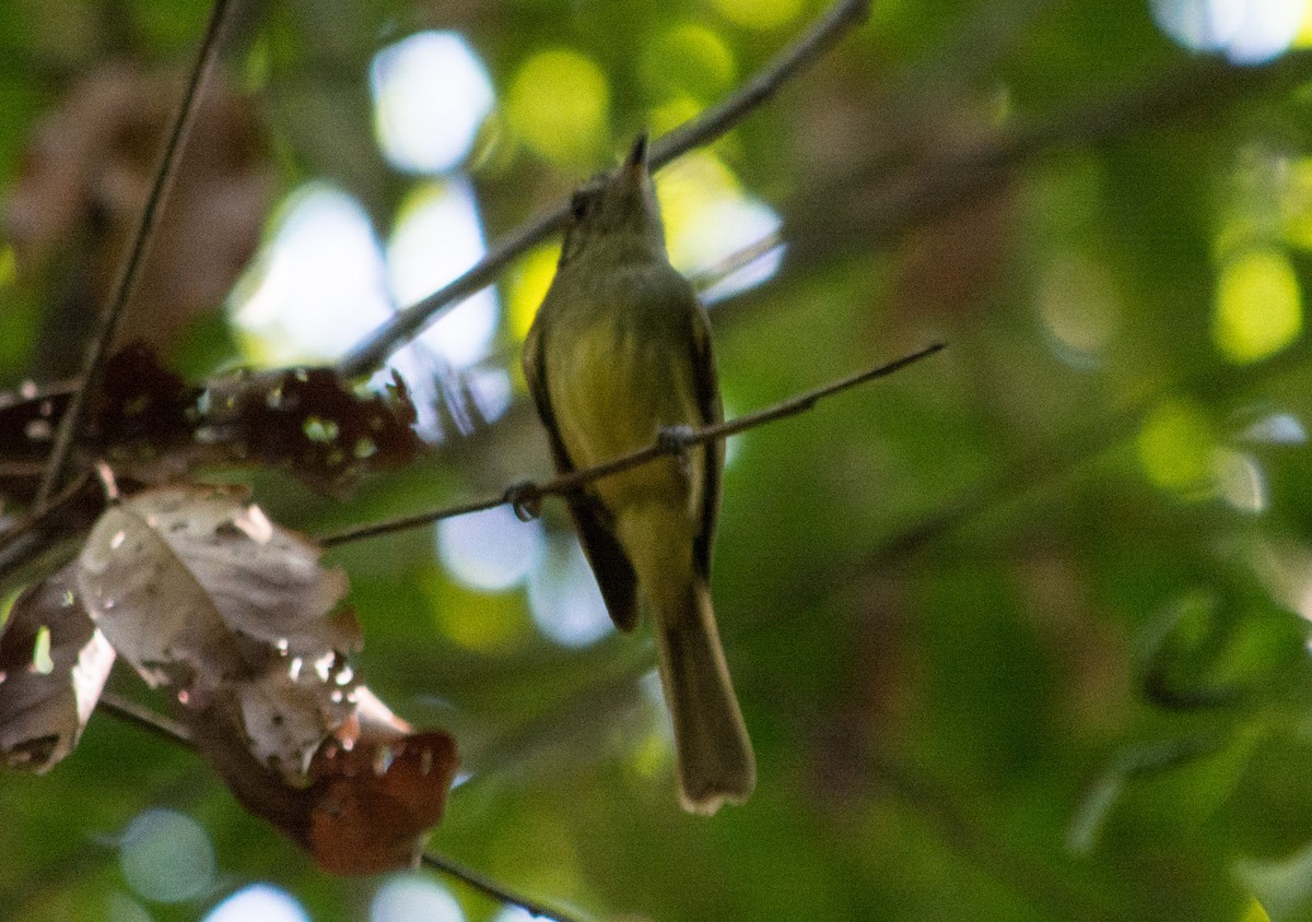 Pale-bellied Tyrant-Manakin - ML448109911