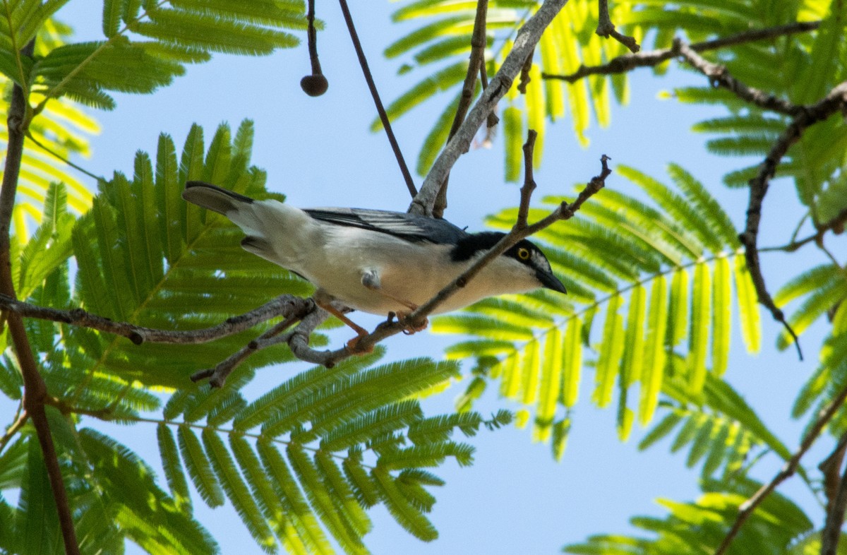 Hooded Tanager - ML448110751