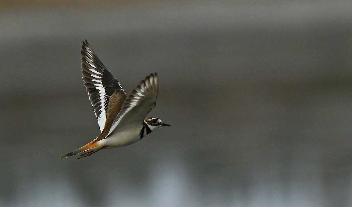 Killdeer - ML448115371