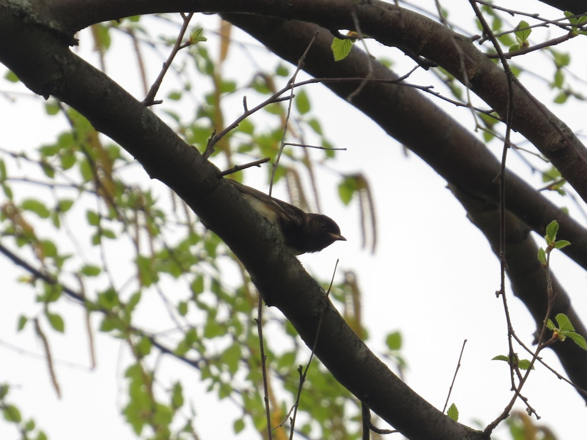 new world warbler sp. - Kurtis  Himmler