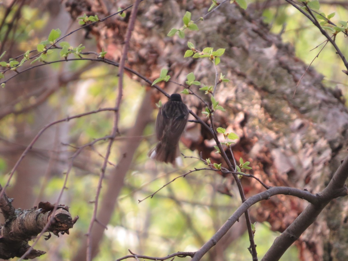 new world warbler sp. - ML448118231