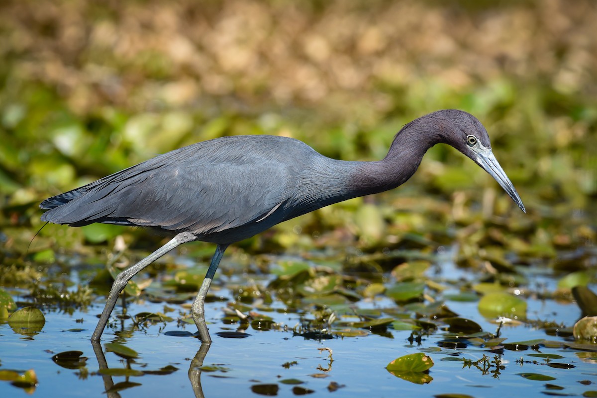 Little Blue Heron - ML448119341