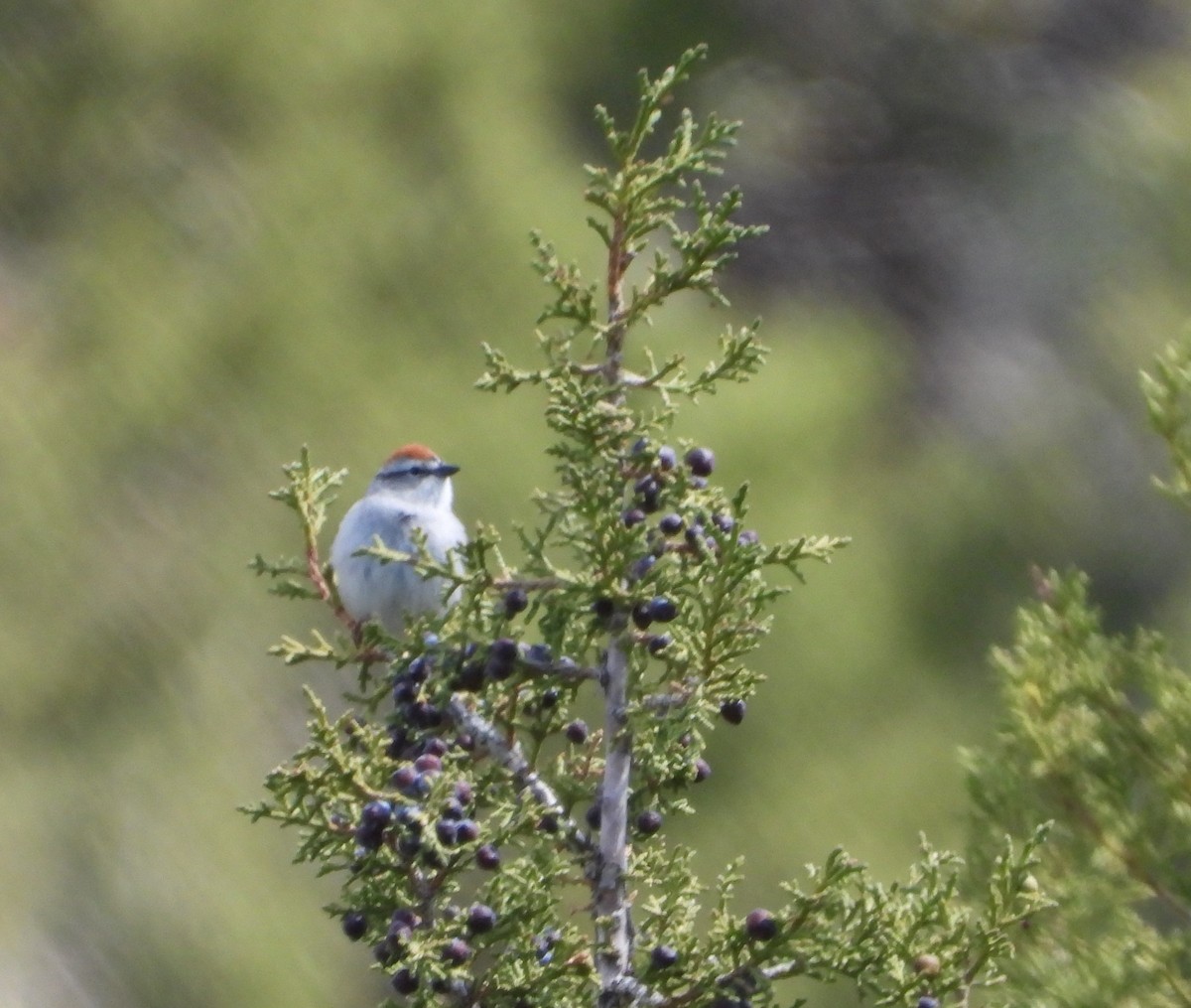 Chipping Sparrow - ML448119591