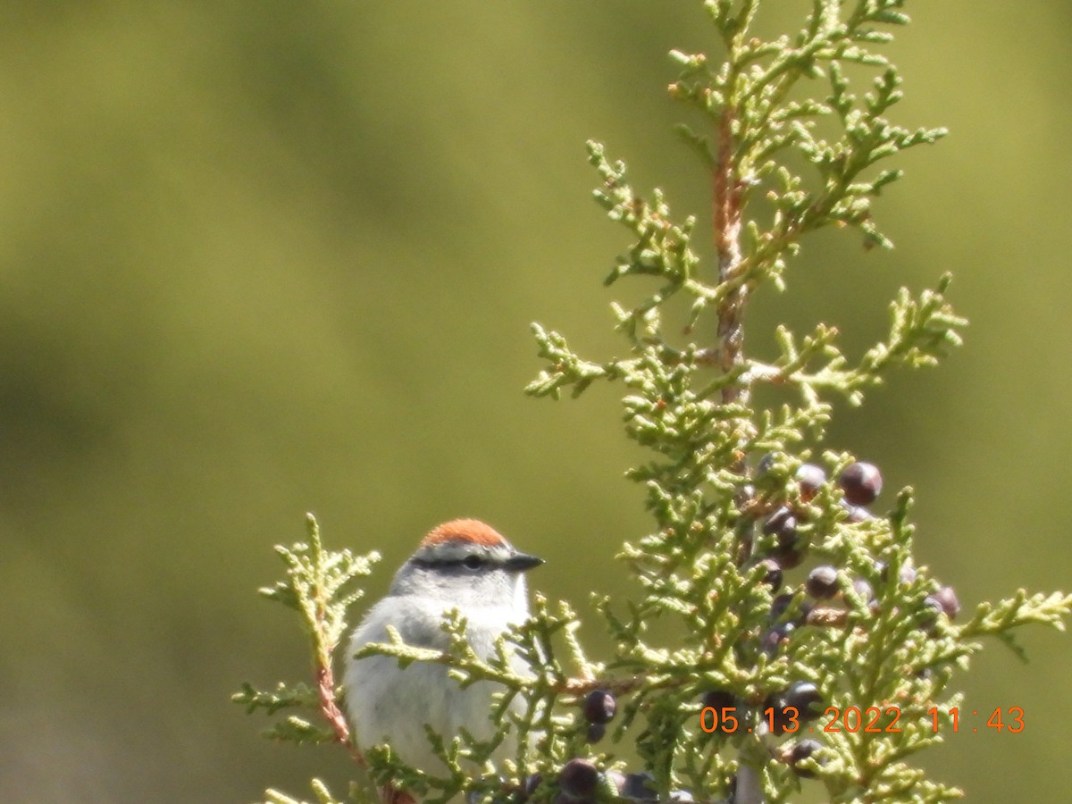 Chipping Sparrow - ML448119621
