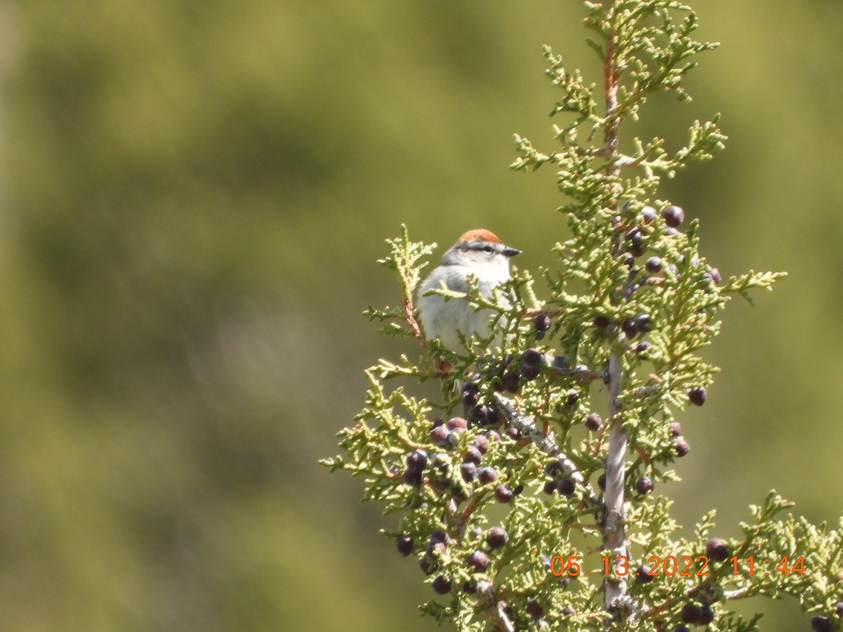 Chipping Sparrow - ML448119631