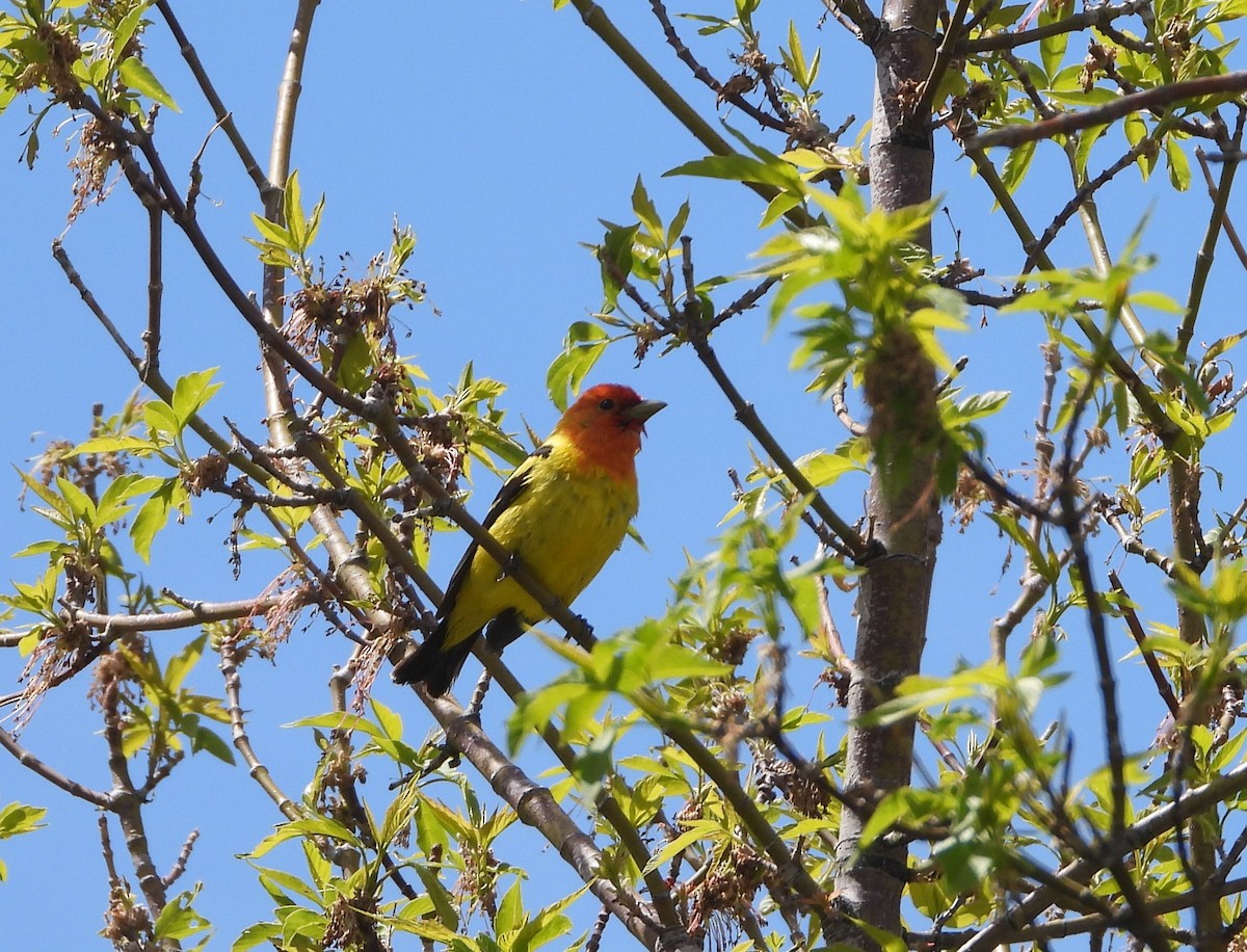Western Tanager - ML448119861