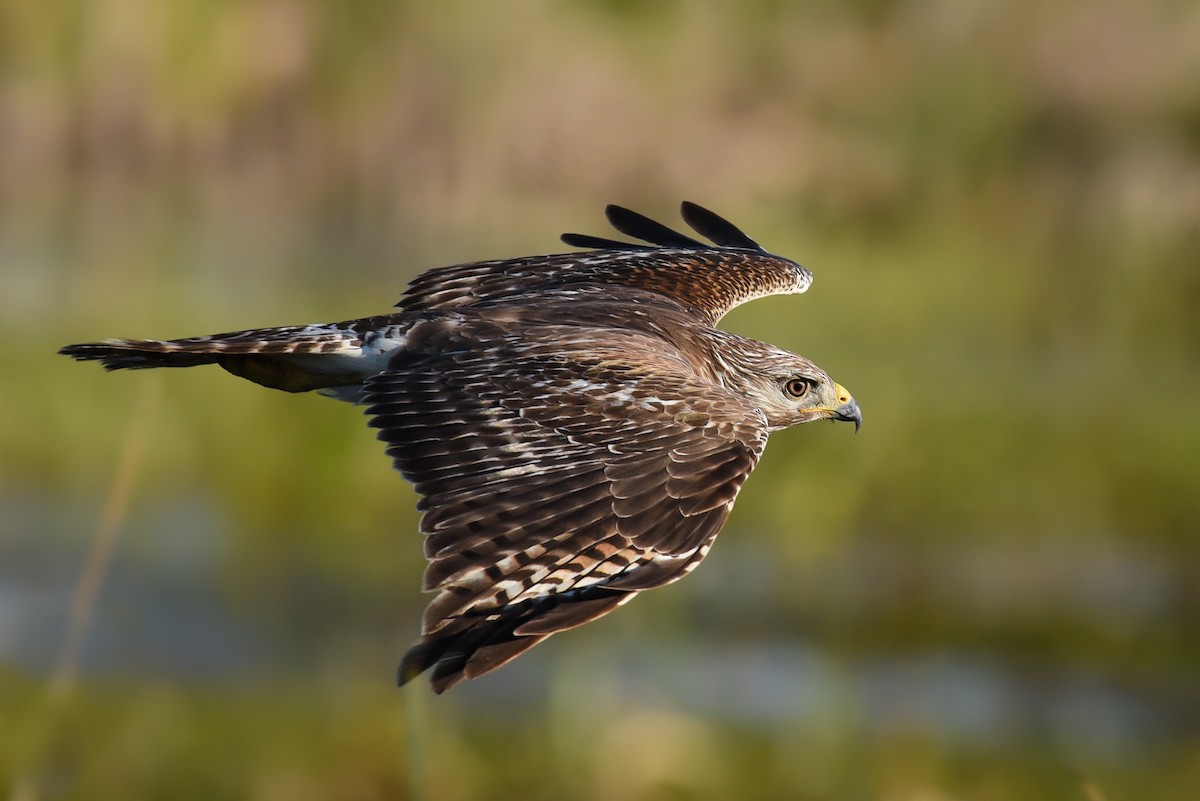 Red-shouldered Hawk - ML448121701